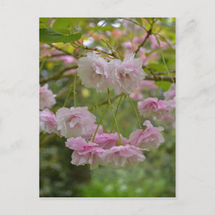 Japanese Cherry Blossom Postcard