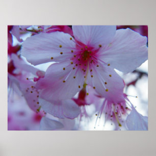 Japanese Cherry Blossom Poster