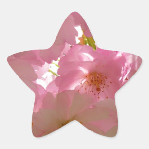 Japanese Cherry Blossom Star Sticker