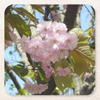 Japanese Cherry Blossoms Photo