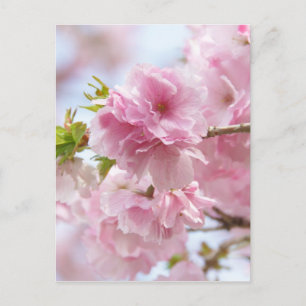 Japanese cherry blossoms postcard