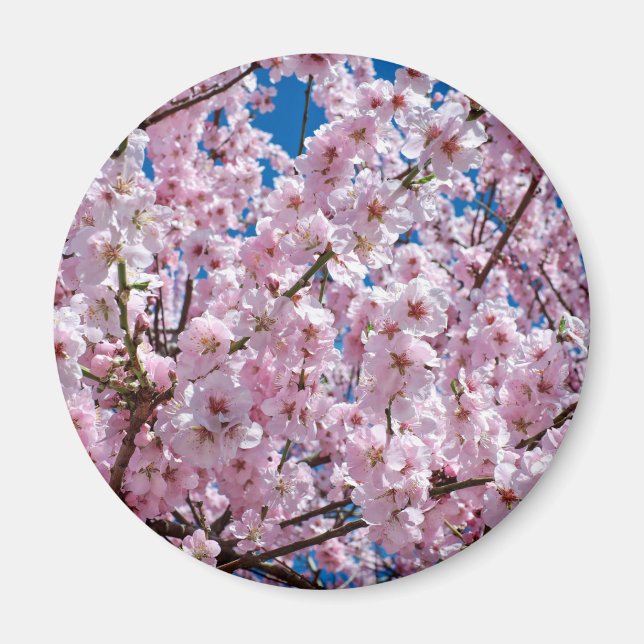 Japanese cherry Flower Magnet (Front)