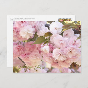 Japanese Cherry Postcard