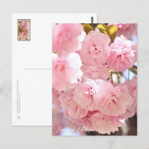 Japanese Cherry Postcard