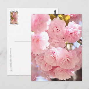 Japanese Cherry Postcard