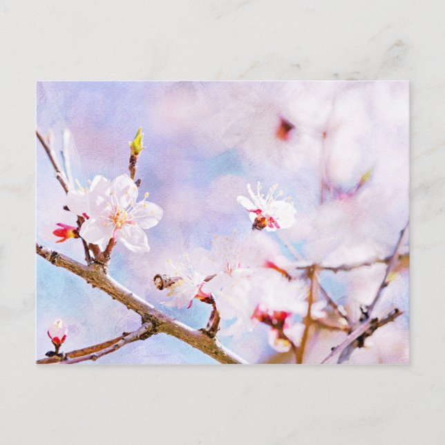 Japanese Cherry - Sakura In Bloom Postcard (Front)