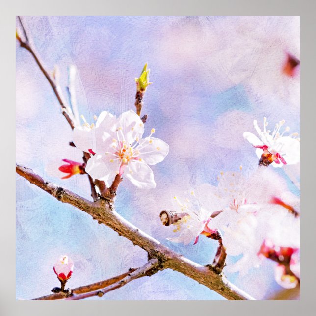 Japanese Cherry - Sakura In Bloom Poster (Front)