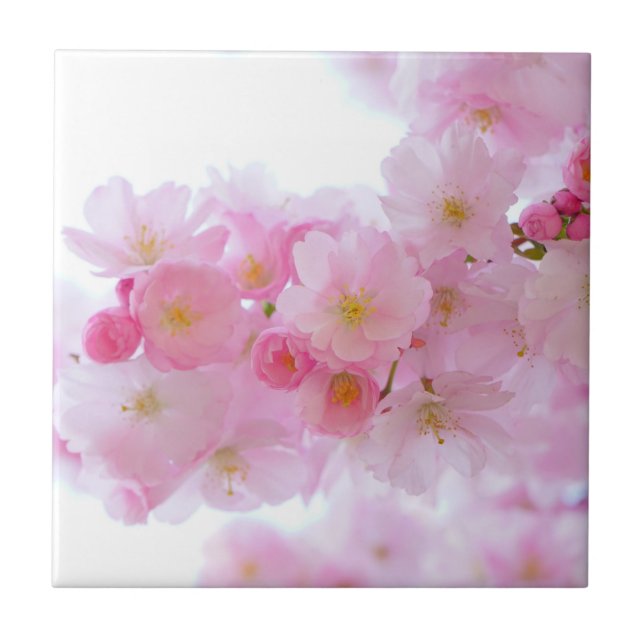 Japanese Cherry Tree Blossom Ceramic Tile (Front)