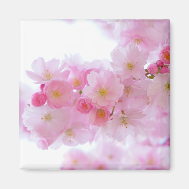 Japanese Cherry Tree Blossom Magnet (Front)