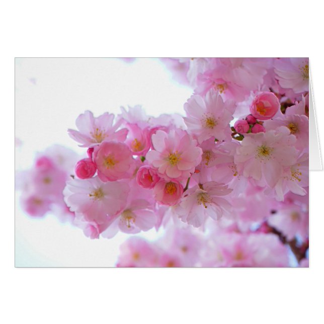 Japanese Cherry Tree Flower (Front Horizontal)
