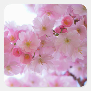 Japanese Cherry Tree Flower Square Sticker