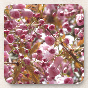 Japanese Cherry Trees Coaster