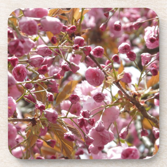 Japanese Cherry Trees Coaster (Front)