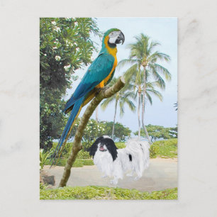 Japanese Chin and Macaw Postcard