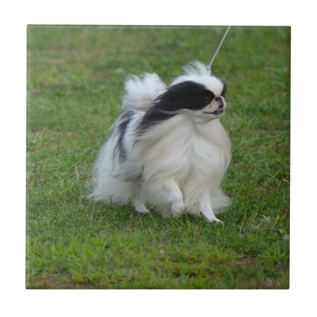 Japanese Chin Ceramic Tile (Front)