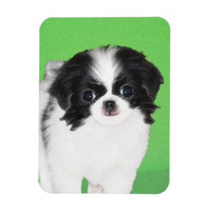 Japanese Chin Puppy Painting - Original Dog Art Magnet