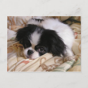 Japanese_chin puppy.png postcard