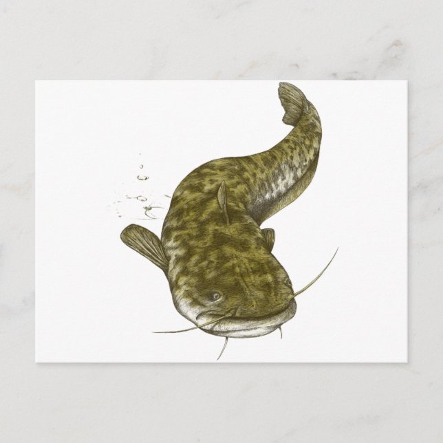 Japanese common catfish postcard (Front)