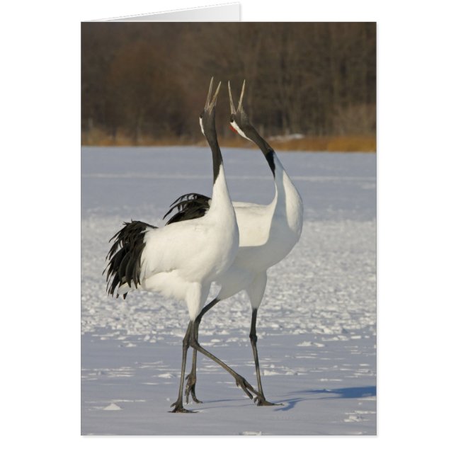 Japanese Cranes dancing on snow (Front)