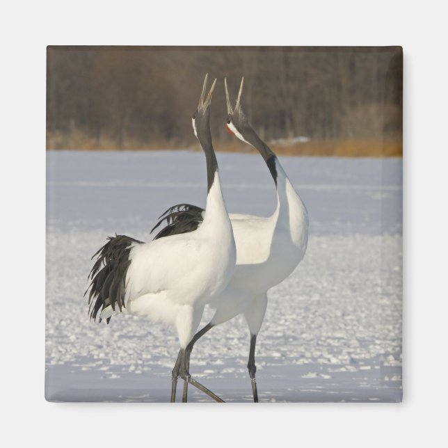 Japanese Cranes dancing on snow Magnet (Front)