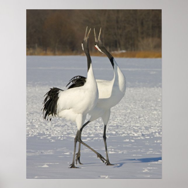 Japanese Cranes dancing on snow Poster (Front)