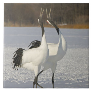 Japanese Cranes dancing on snow Tile
