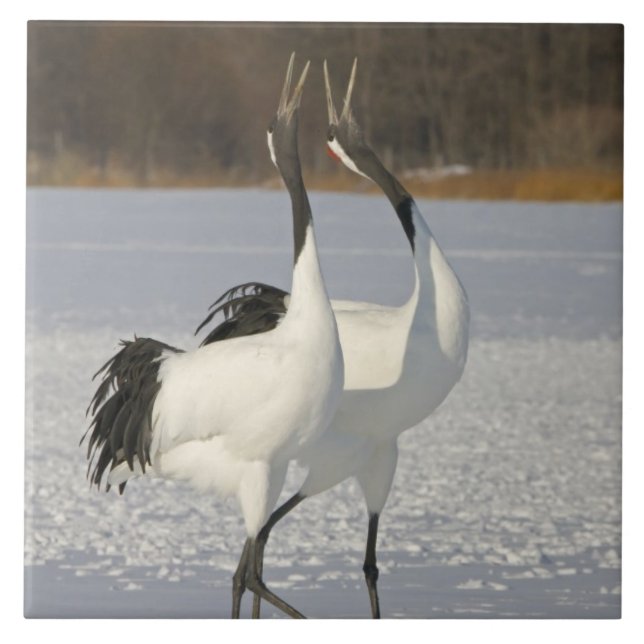 Japanese Cranes dancing on snow Tile (Front)