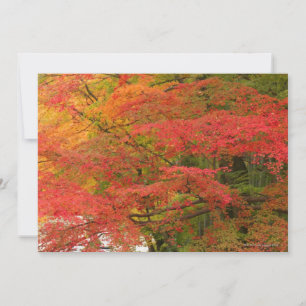 Japanese Fall Foliage