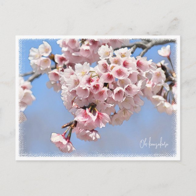 Japanese Flowering Cherry Postcard (Front)
