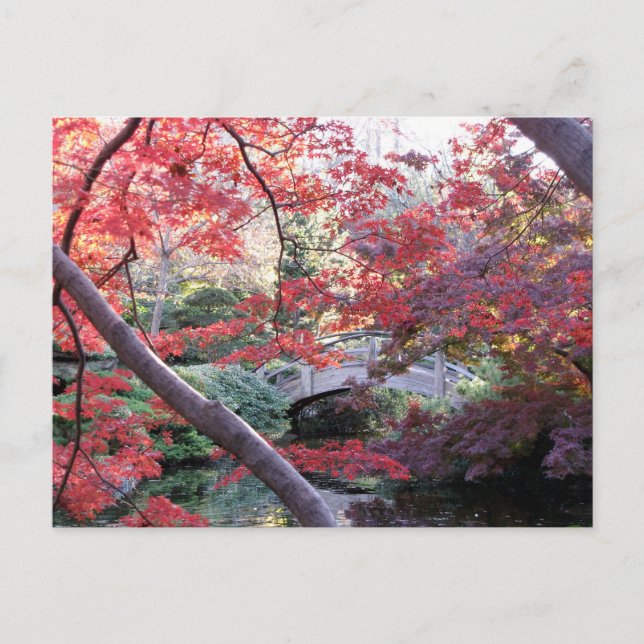 Japanese garden bridge behind red autumn maples postcard (Front)