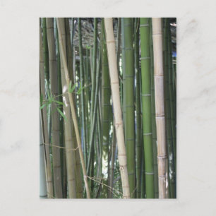 Japanese Garden in Fort Worth Texas # 79 Postcard