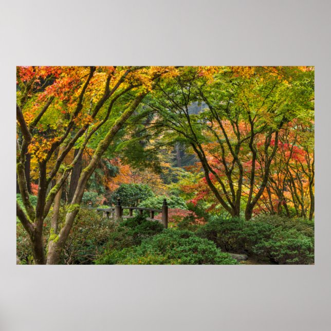 Japanese Gardens In Autumn In Portland, Oregon 4 Poster (Front)