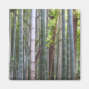 Japanese Giant Bamboo Forest, Sagano, Kyoto, Japan Magnet