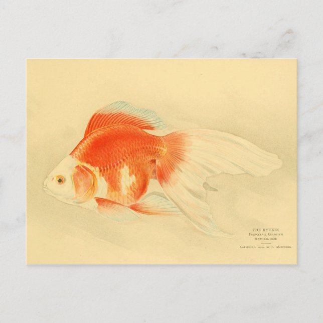 Japanese goldfish. The Ryukin. Postcard (Front)
