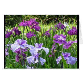 Japanese Iris