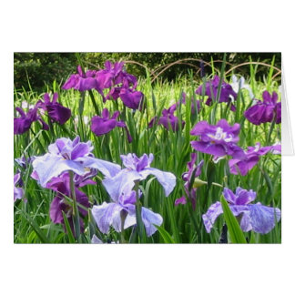 Japanese Iris