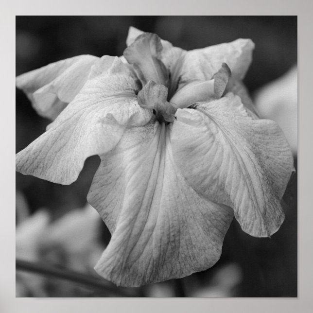 Japanese Iris Flower Close Up Black And White Poster (Front)