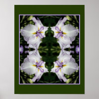 Japanese Iris Flower In Bloom Abstract