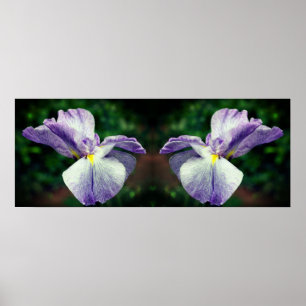 Japanese Iris Flower Unfolding Mirror Abstract Poster