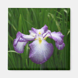 Japanese Iris: Japan Magnet