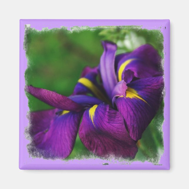 Japanese Iris Magnet (Front)