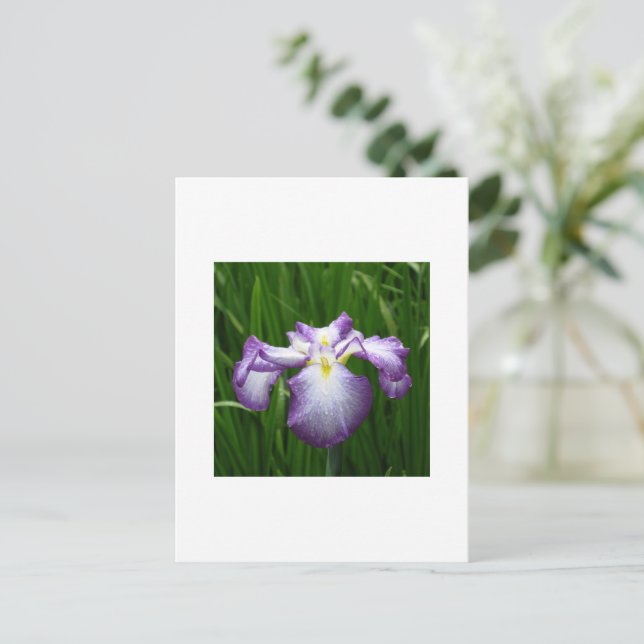 Japanese Iris Postcard (Standing Front)