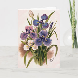 Japanese Irises - Iris Kaempferi - Greeting Card