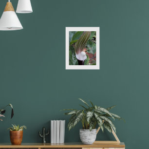 Japanese Jack-in-the-Pulpit Plant Floral Photo Poster