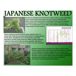 Japanese Knotweed Photo Print