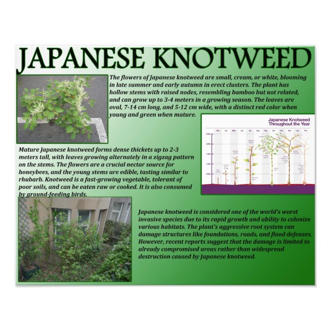 Japanese Knotweed Photo Print (Front)