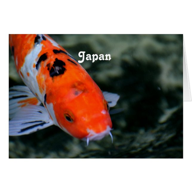 Japanese Koi (Front Horizontal)