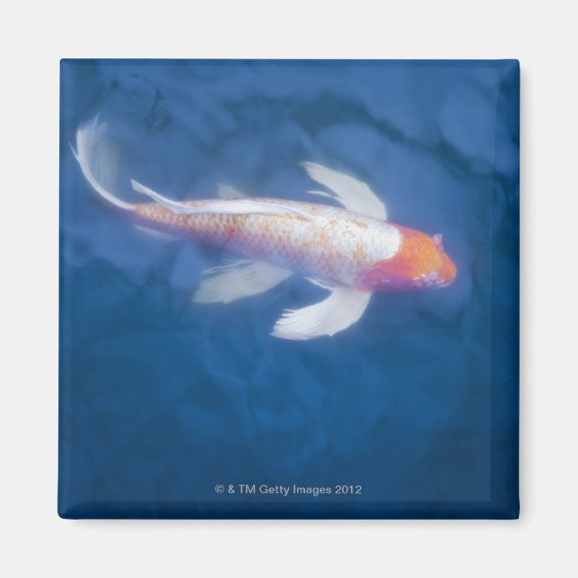 Japanese koi fish in pond, high angle view magnet (Front)