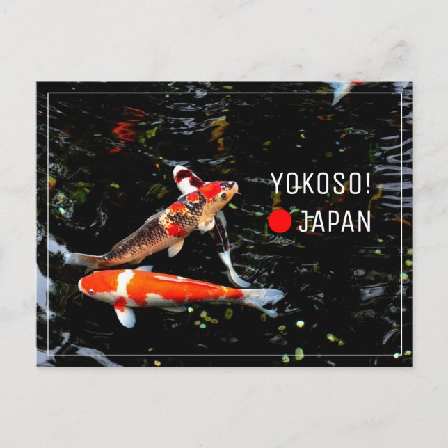 Japanese Koi fish nishikigoi postcrossing Postcard (Front)