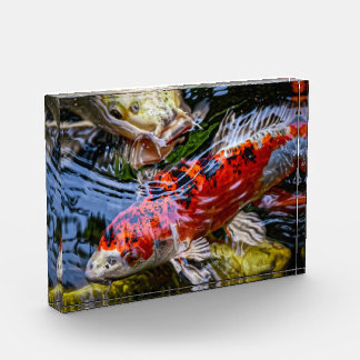 Japanese Koi Fish Pond Photo Block